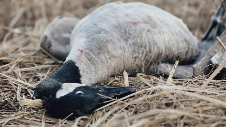 sleeping goose